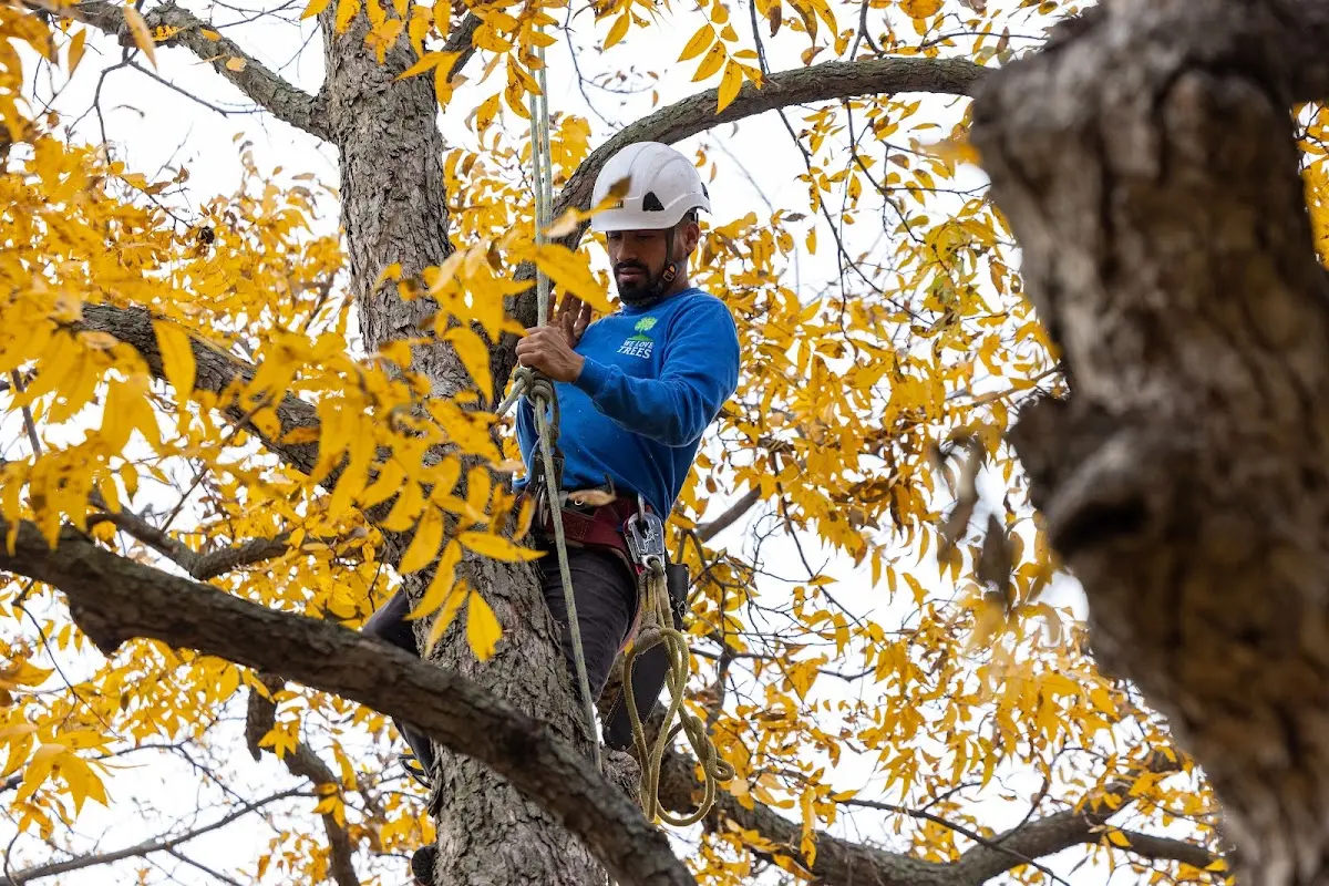 Skilled Dead Tree Removal crew working in Alma